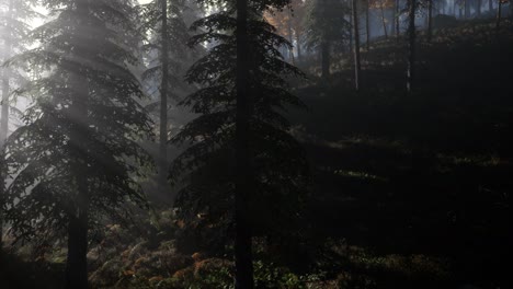 Ruhiger,-Launischer-Wald-Im-Nebligen-Nebel-Am-Morgen